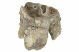 Fossil Woolly Rhino (Coelodonta) Tooth - Siberia #231031-1